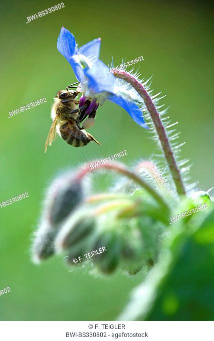 common borage (Borago officinalis), bee visiting flower