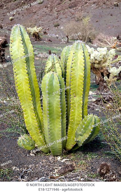 Mexico, Sonora, Rocky Point, Puerto Penasco. Pinacate Biosphere Reserve.  A senita cactus, unique to the Mexican Sonoran desert