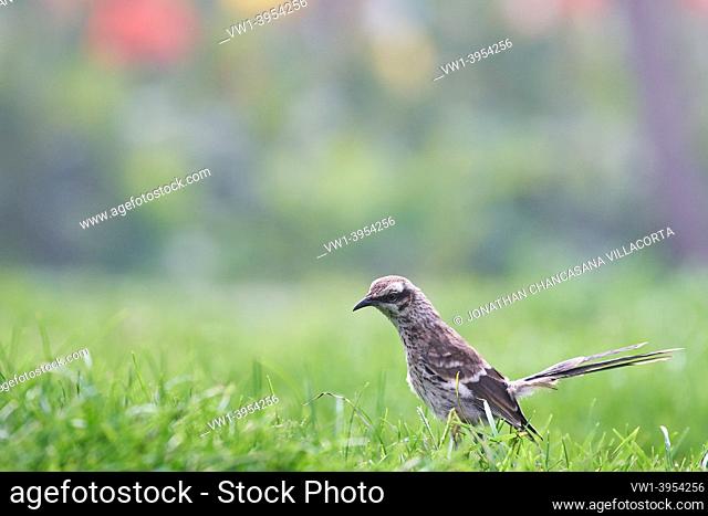Long tailed Mockingbird (Mimus longicaudatus) perched on fresh green grass