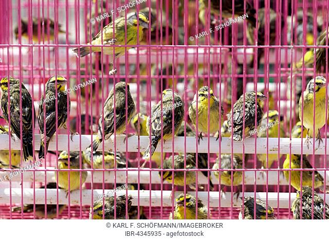 Songbirds for sale, pink cage, bird market, Yuen Po Street Bird Garden, Mong Kok, Kowloon, Hong Kong, China