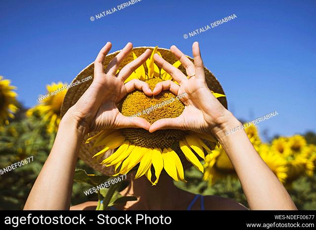 Woman making heart shape with sunflower covering face in field