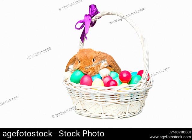 Adorable red domestic lop-eared rabbit sitting in basket with easter colored eggs. Easter bunny. Isolated over white background. Copy space
