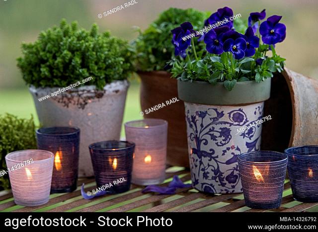 Still life, pots with blue blooming horned violets and herbs, burning candles in lanterns, atmospheric decoration in violet and blue tones