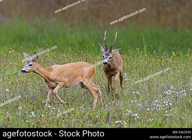 European european roe deer (Capreolus capreolus) chasing a doe in heat in front of mating during the rut in summer
