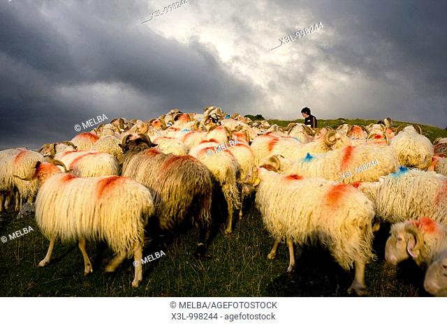 Flock of sheeps  Belagua valley  Navarra  Spain