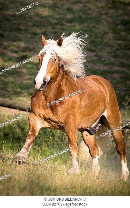 Noriker Horse. Chestnut gelding galloping on a pasture. Austria