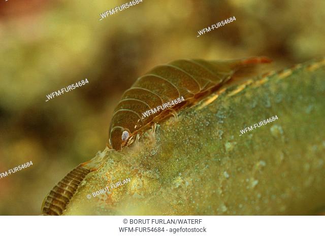 Isopod Parasit on Wrasse, Nerocila sp., Symphodus cinereus, Piran, Adriatic Sea, Slovenia