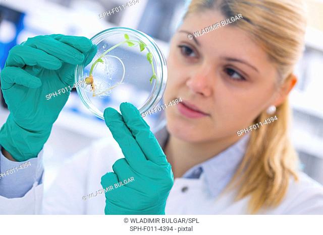 Laboratory assistant examining plant in a petri dish