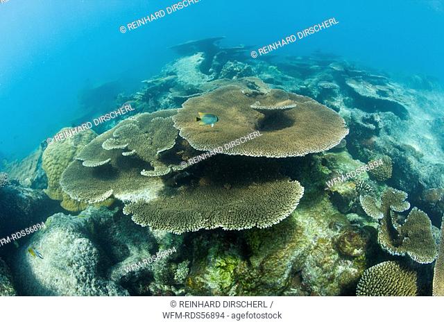 Pristine Table Corals in Bikini Lagoon, Bikini Atoll, Micronesia, Pacific Ocean, Marshall Islands