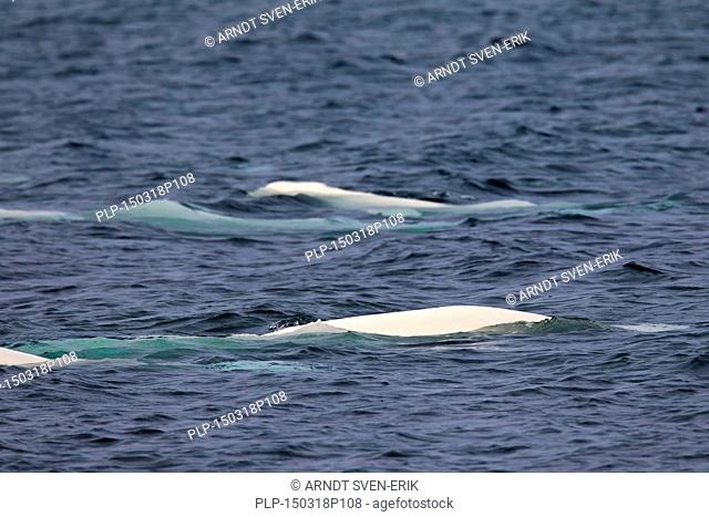Pod of belugas / beluga whales / white whale (Delphinapterus leucas) swimming in the Arctic ocean near Svalbard, Norway