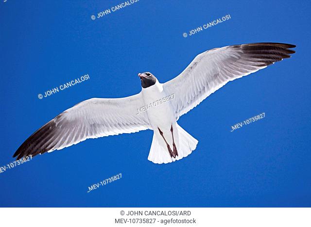 Laughing Gull - Adult in Breeding Plumage (Larus atricilla)