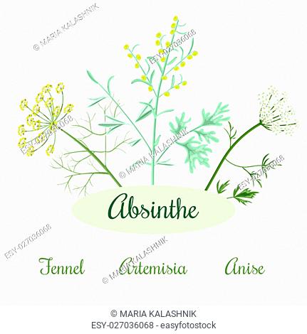 Absinthe ingredients. Grand wormwood or Artemisia absinthium , green anise or Pimpinella anisum, sweet fennel or Foeniculum vulgare