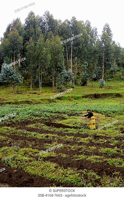Rwanda, Virunga Volcanoes Area, Moman working in field