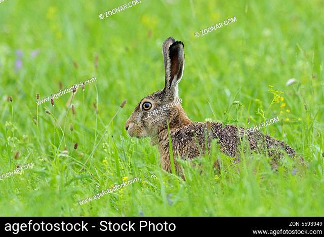 Feldhase, European brown hare, Lepus europaeus, Deutschland, Germany