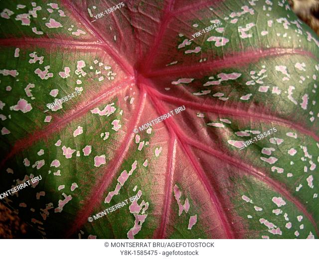 Caladium leaf closeup