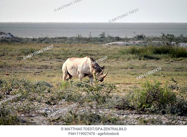 Black rhinoceros in the savannah landscape of the Etosha National Park, taken on 05.03.2019. The Black Rhinoceros (Diceros bicornis) is an open savannah and the...
