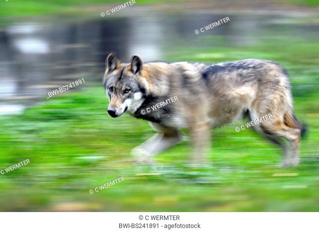 European gray wolf Canis lupus lupus, running through the forest, Germany