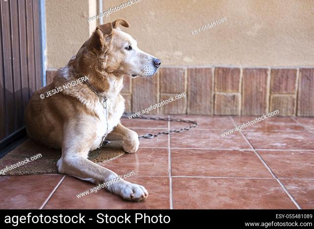 guard dog tied to a chain guarding the entrance of a house. Spain