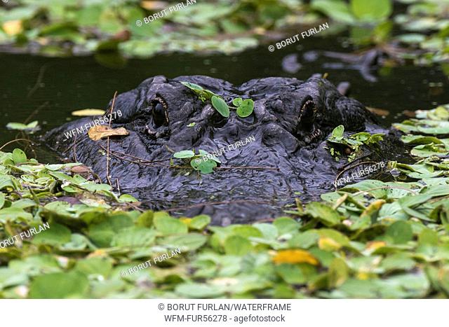 Head of Mississippi Alligator, Alligator mississippiensis, Everglades National Park, Florida, USA