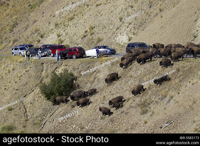 North American Bison (Bison bison) adult males, females and calves, herd on road causing traffic jam, Yellowstone N. P. Wyoming (U.) S. A