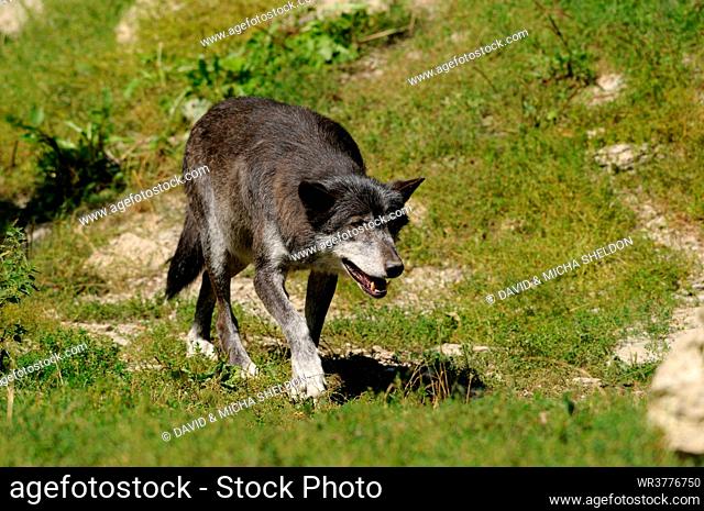 Single wolf (Canis lupus) streaking over meadow, Franconia, Bavaria, Germany