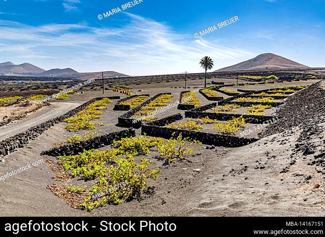 grapevines in the lava, circled with walls as wind protection, viticulture, la geria, lanzarote, canary islands, canaries, spain, europe