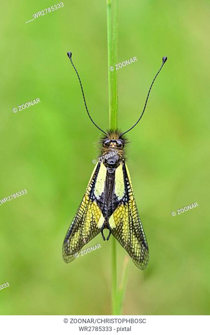 Owlfly sulfur Ascalaphid, Libelloides coccajus, Libellen Schmetterlingshaft