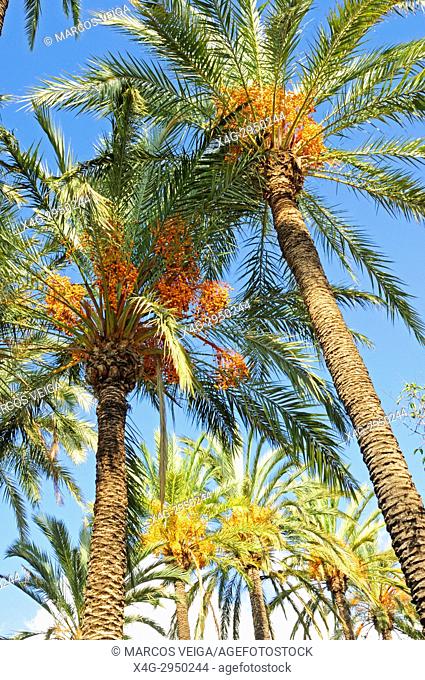 Date palm (Phoenix dactylifera) in the palm forest known as El Palmeral. Elche, Alicante, Spain