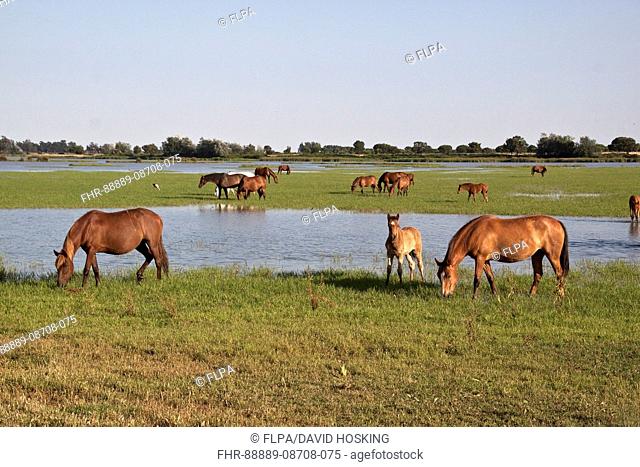 Wild Andalusian horse rome the marshes at El Rocio