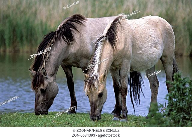 Heck Horse stallions grazing at pondside