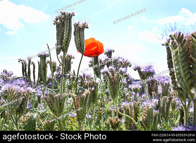 12 June 2022, Saxony, Leipzig: A single red corn poppy plant (Papaver rhoeas) stands in a field of light blue to blue-purple tussock beauty (Phacelia) on the...