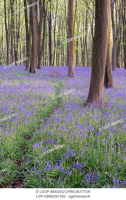 A view of bluebells in Micheldever Wood