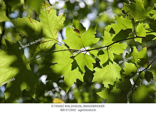 Leaves of Sycamore tree, Plane tree