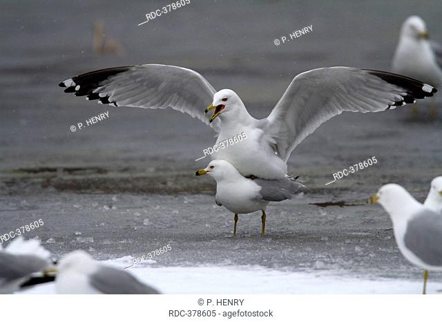Ring-billed gulls mating, Larus delawarensis, Montreal botanical garden, Province of Quebec, Canada / Botanischer Garten