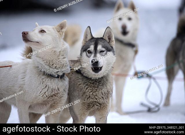 Siberian Husky (Canis familiaris), portrait, sled dog, France