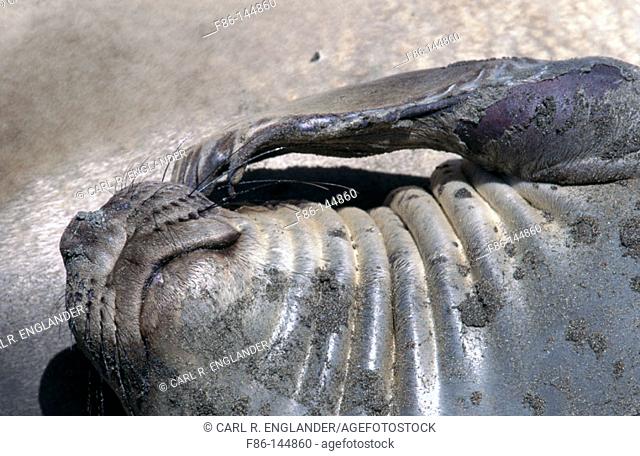 Northern Elephant Seal (mirounga angustirostris) scratching face, San Luis Obispo County, California, USA