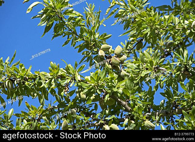 France, Alpes de Haute Provence (04), plateau de Valensole, Mandel Almond (Prunus dulcis),