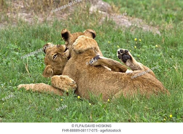 Young African Lion cubs play fight