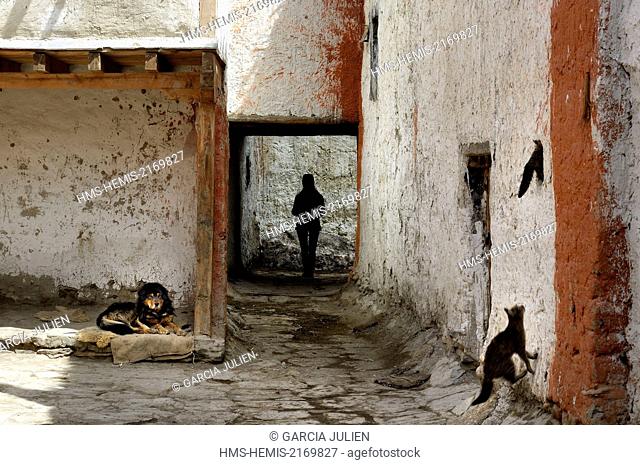 Nepal, Gandaki zone, Upper Mustang (near the border with Tibet), dog, cats and silhouette of a woman in a street of the walled city of Lo Manthang