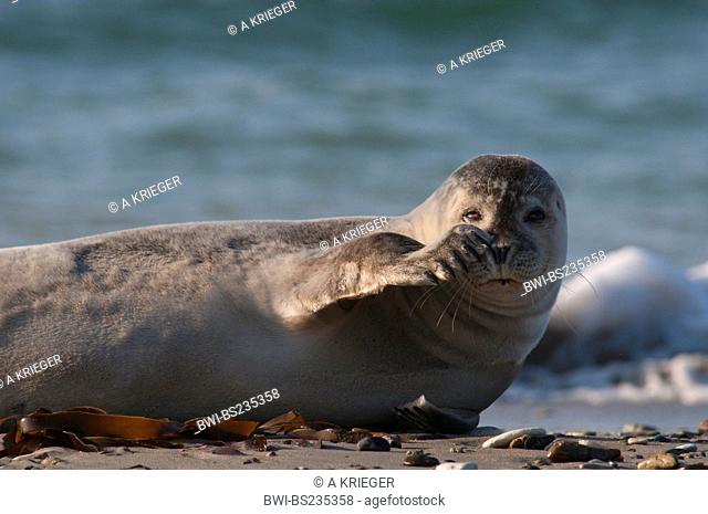 harbor seal, common seal Phoca vitulina, lying on the beach, rubbing its nose, Germany, Schleswig-Holstein, Heligoland