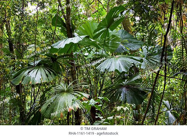 Fan palms and matchbox bean twisted vine, Daintree World Heritage Rainforest, Australia