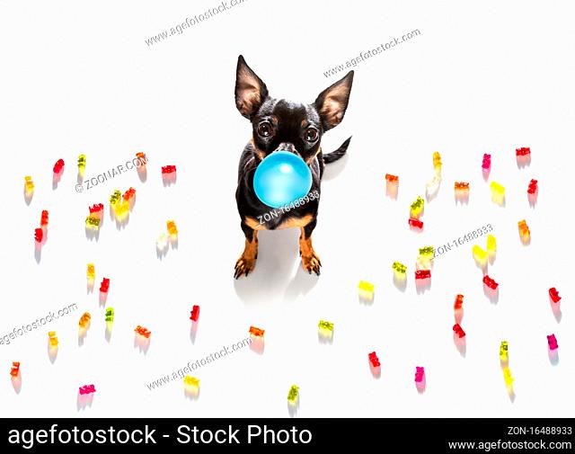 prague ratter dog eating sweet candies and chewing bubble gum, isolated on white background