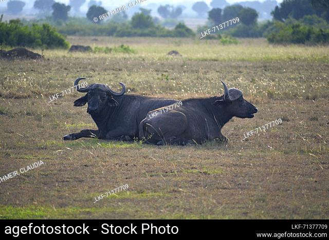 Uganda; Western Region; Queen Elizabeth National Park; two african buffalo lying in the grass