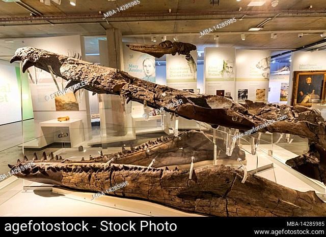 England, Dorset, Dorchester, Dorset Museum, Exhibit of The Weymouth Bay Pliosaur