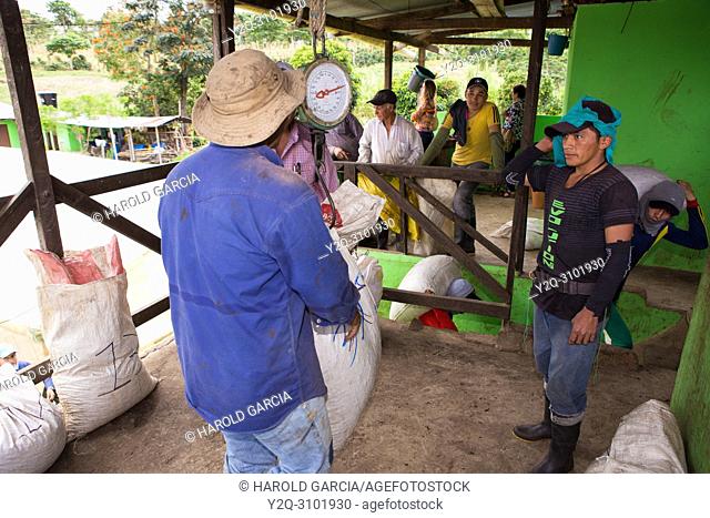 Coffee plantation workers weighing coffee beans to be stored in Huila, Colombia