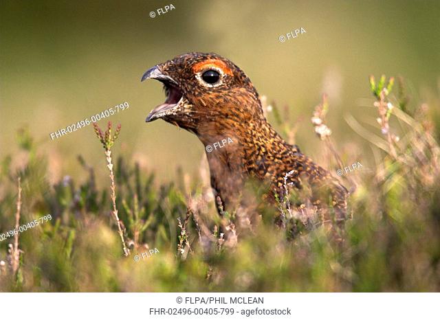 Red Grouse Lagopus lagopus scoticus adult male, calling, close-up of head amongst heather, Lammermuir Hills, Borders, Scotland, summer