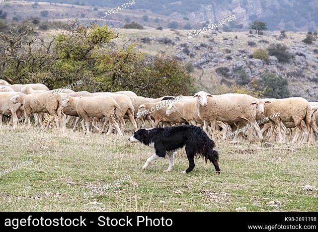 sheepdog leading a flock of sheep, Gollorio, Guadalajara, Spain