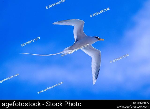 Weißschwanz-Tropikvogel (Phaethon lepturus) im Flug über Praslin, Seychellen. White-tailed Tropicbird (Phaethon lepturus) in flight over Praslin, Seychelles