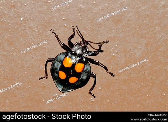 Mushroom beetle, (Erotylidae sp.), Kinabalu National Park, Sabah, Borneo, Malaysia