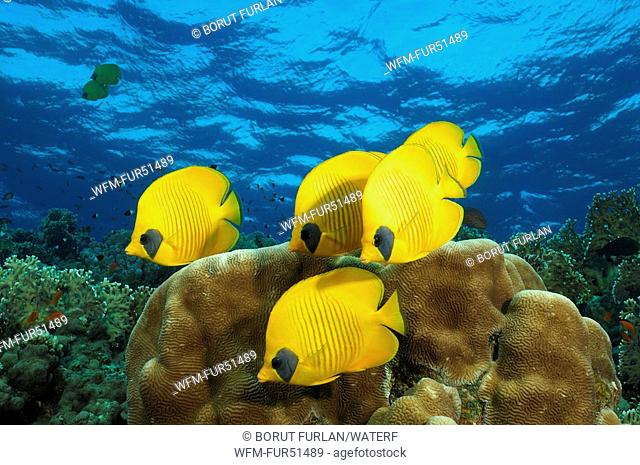 Lemon Butterflyfishes, Chaetodon semilarvatus, Elphinstone Reef, Red Sea, Egypt